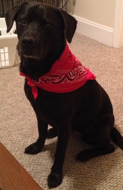 Bailey-Bandana